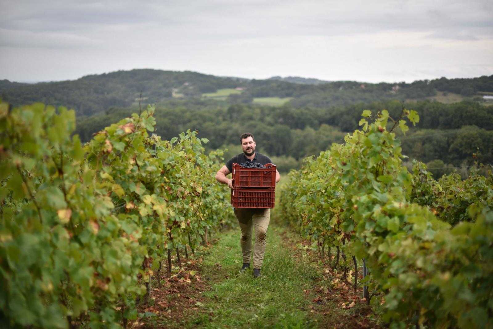 Producteur artisanal de noix bio Périgord - vigneron-professionnel